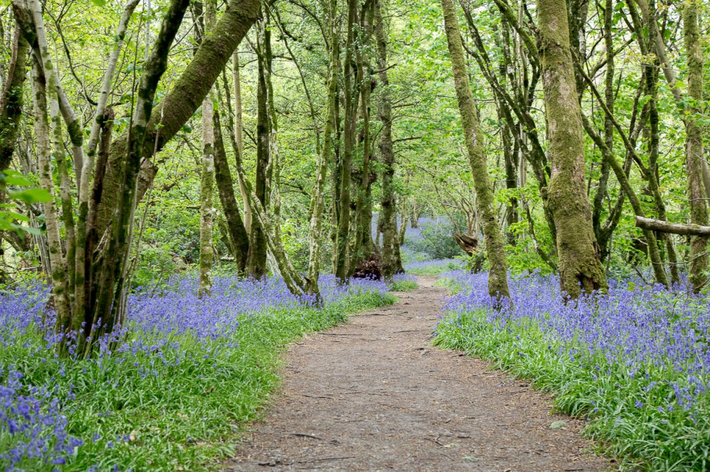 La foresta di Inchmahome – Stirlingshire, Scotland