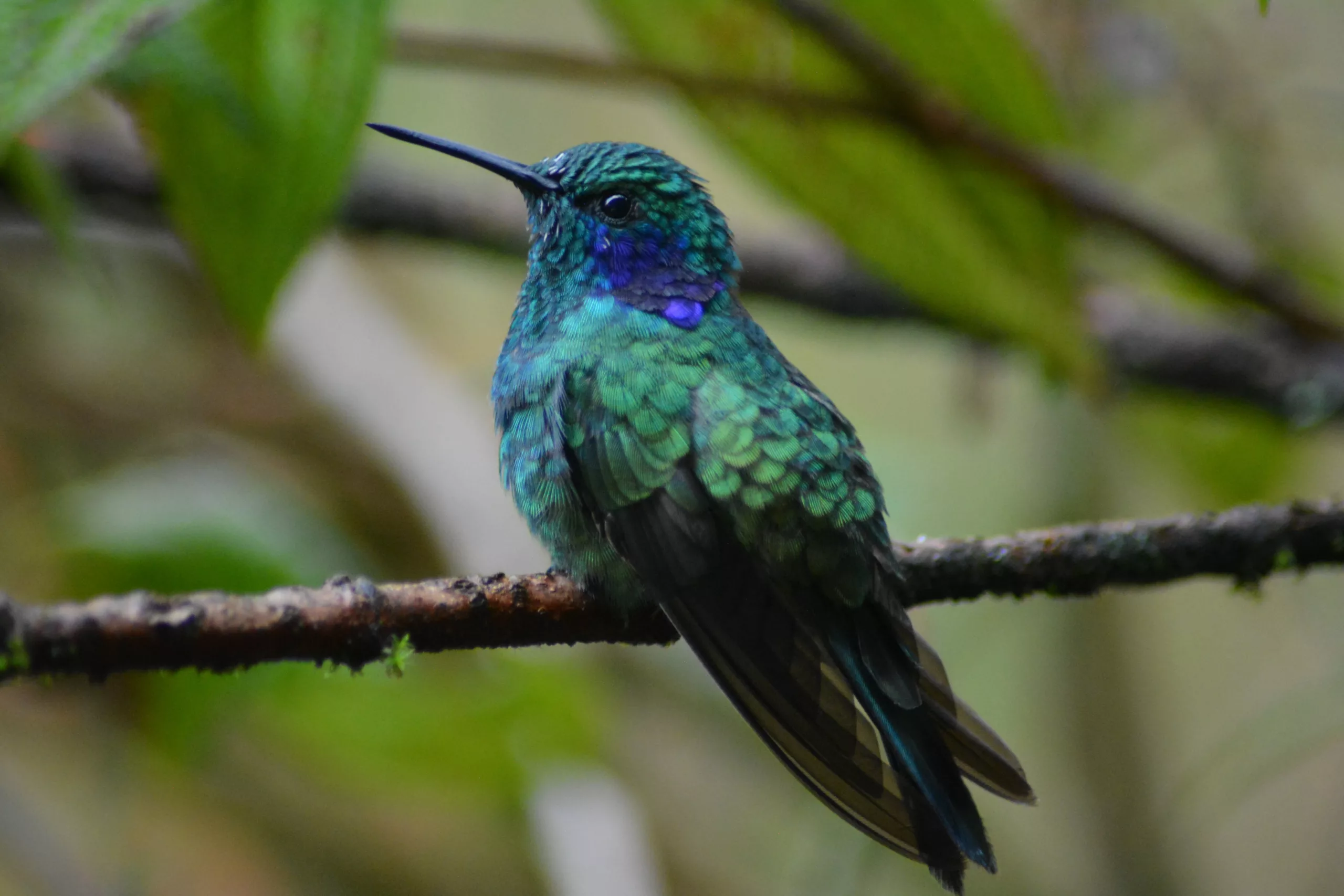 I colibrì sono in pericolo di estinzione a causa della stregoneria e della promessa d’amore di San Valentino
